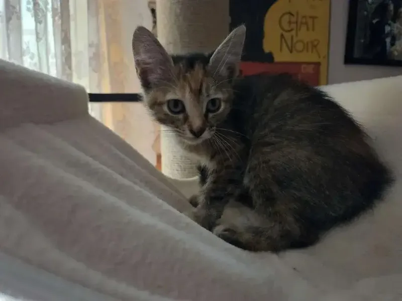 Bastet thumbnail 4