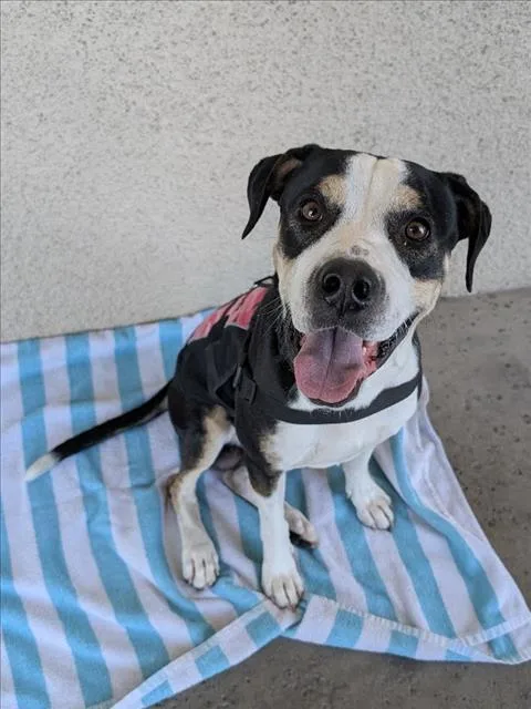 An adult large-sized male Pit Bull Terrier dog named Snoopy for adoption in Las Vegas, NV