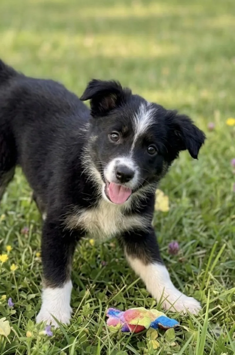 A baby small-sized male Black Australian Shepherd dog named Willie for adoption in Iron Ridge, WI