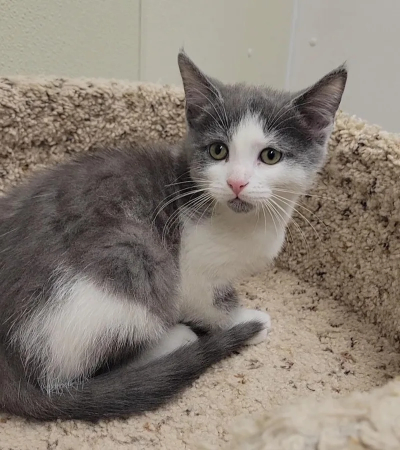A baby medium-sized female Domestic Short Hair cat named Pigtail for adoption in Sandusky, OH