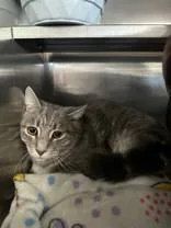 An adult medium-sized male Tabby (Gray / Blue / Silver) Domestic Short Hair cat named Corie for adoption in Manitowoc, WI