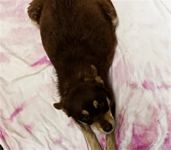 A young small-sized female Mixed Breed dog named Rosie for adoption in Santa Fe, NM