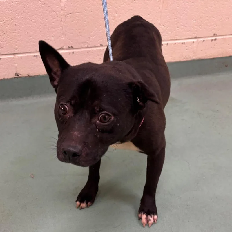 An adult medium-sized female Black Mixed Breed dog named Pretty for adoption in Memphis, TN