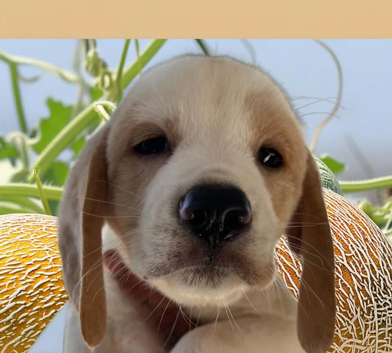 A baby small-sized male Beagle dog named Melon for adoption in Lavonia, GA