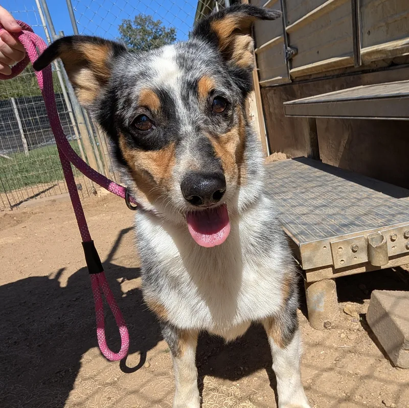 A young medium-sized female Corgi dog named Hope for adoption in Tishomingo, OK
