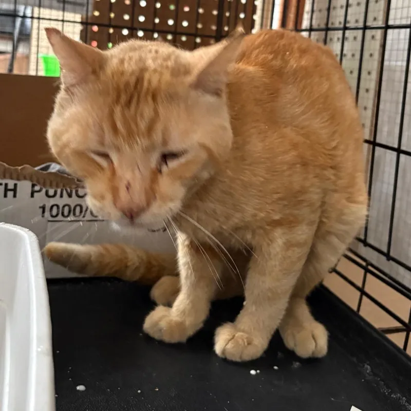 An adult small-sized male Orange / Red Domestic Short Hair cat named Tang for adoption in Pacific Palisades, CA