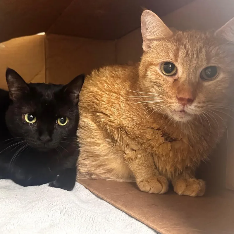 An adult extra large-sized male Domestic Short Hair cat named Teddy for adoption in Wheeling, IL