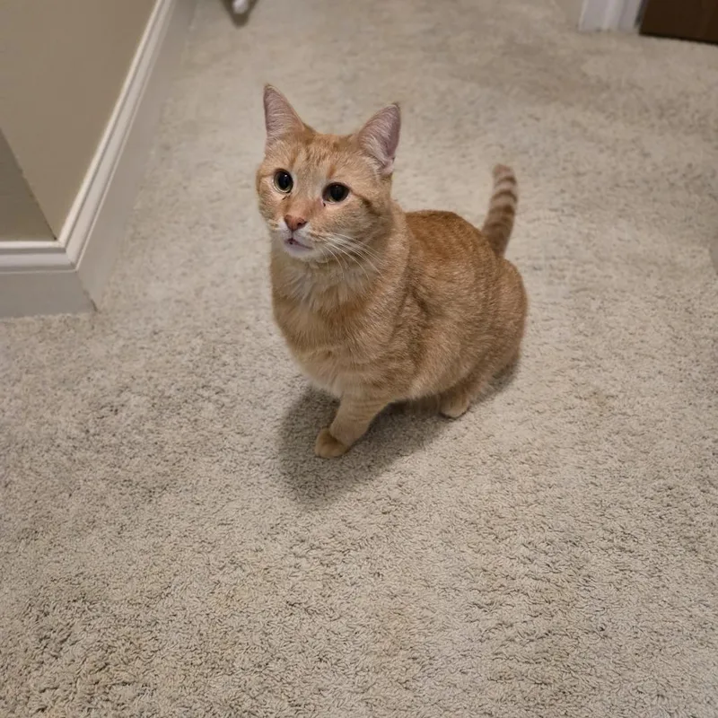 Teddy thumbnail 3