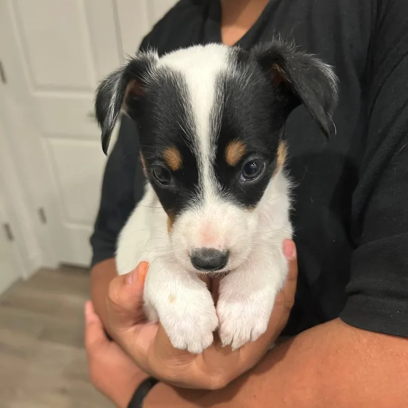 A baby medium-sized female White / Cream Australian Cattle Dog / Blue Heeler dog named Lorax for adoption in Chandler, AZ