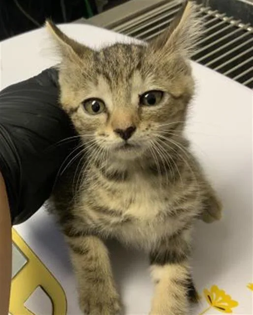 A baby small-sized male Domestic Short Hair cat named Meatball for adoption in Visalia, CA