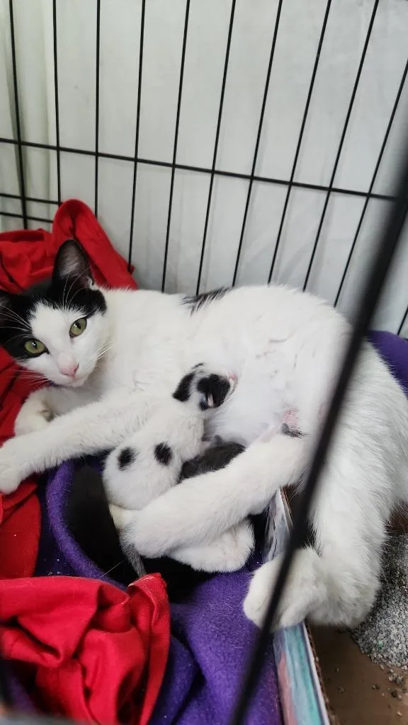 A baby small-sized female Turkish Van cat named Jasmine for adoption in San Antonio, TX