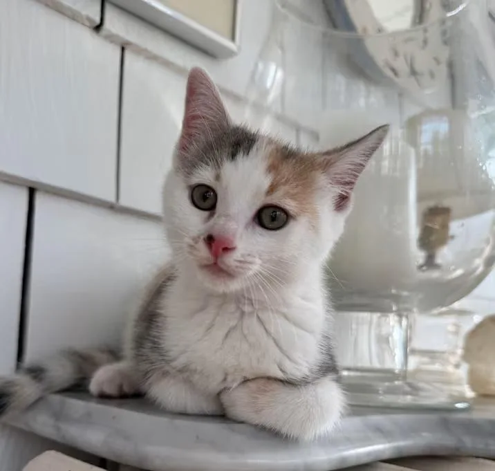 A baby medium-sized female Calico Domestic Short Hair cat named Piper for adoption in Nantucket, MA