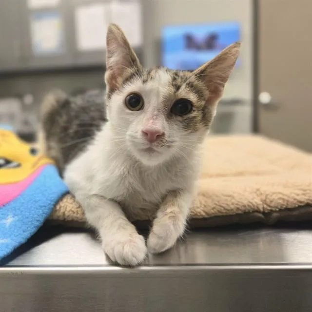 A baby small-sized male Domestic Short Hair cat named Tubby for adoption in Ontario, CA
