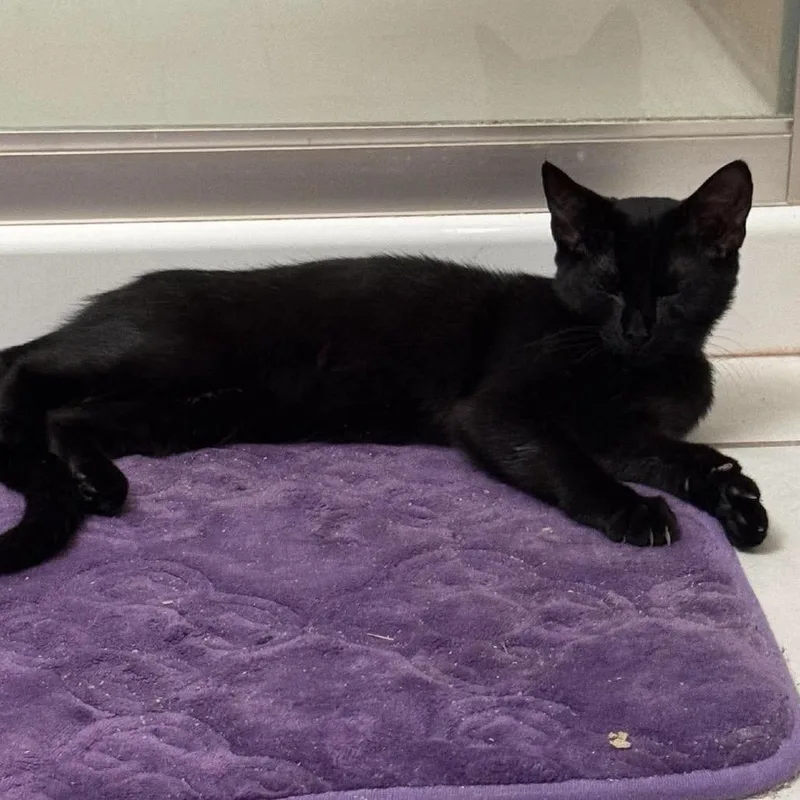 A baby small-sized female Black Domestic Short Hair cat named Cara for adoption in Brevard, NC