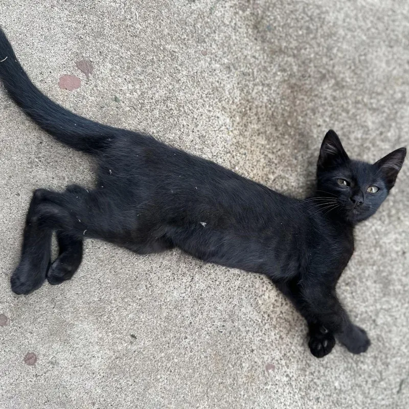 A baby small-sized male Black American Shorthair cat named Tuffy for adoption in Edinburg, TX