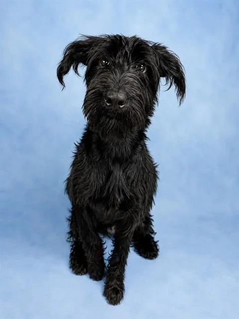 A young small-sized female Scottish Terrier dog named Olive for adoption in Westminster, MD