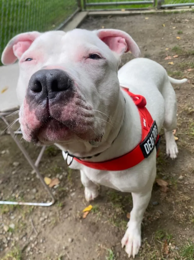 A young large-sized male Pit Bull Terrier dog named Beluga for adoption in Fall River, MA