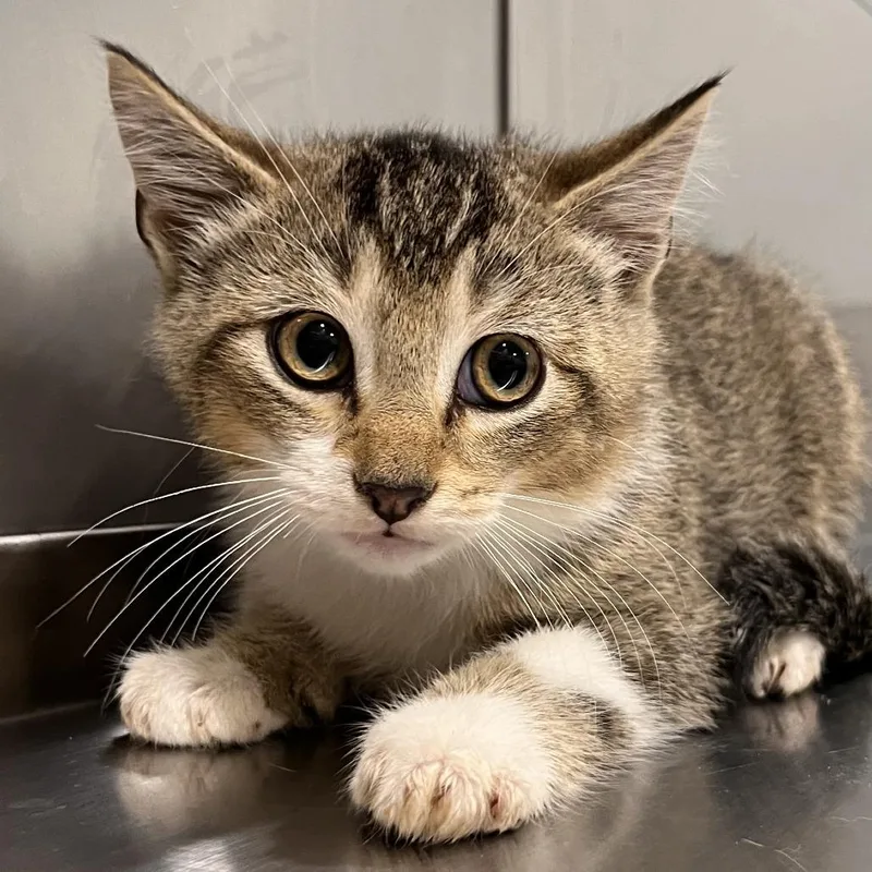 A baby small-sized male Black Domestic Short Hair cat named Crisp for adoption in Washburn, MO