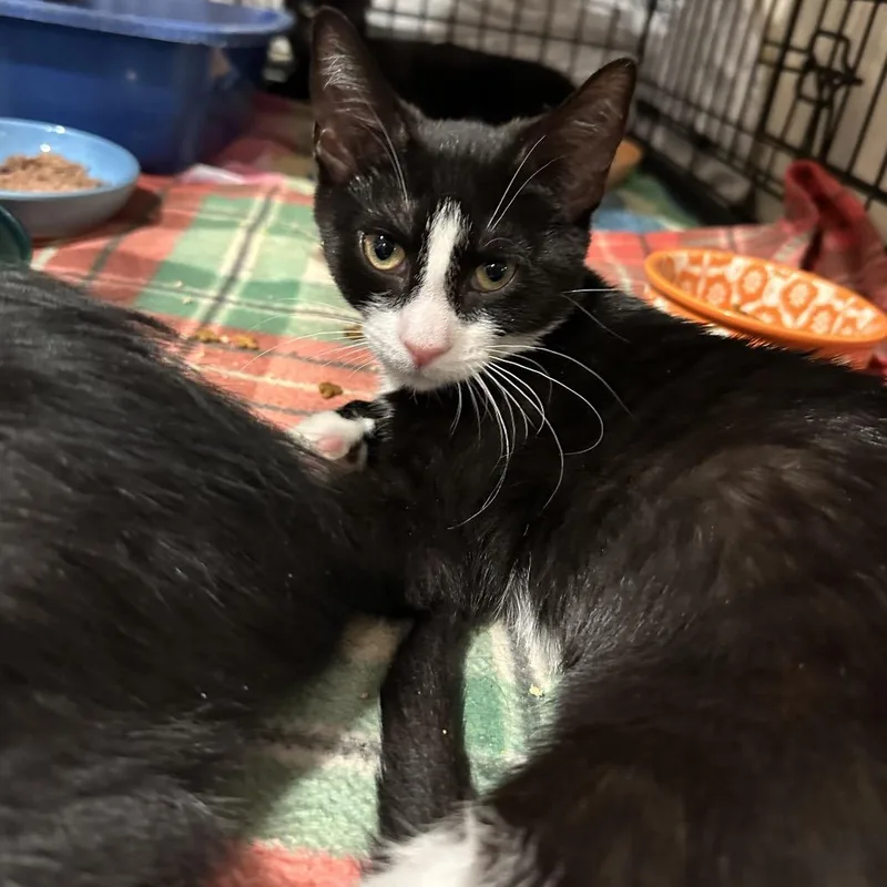 A baby small-sized female Black Domestic Short Hair cat named Lily for adoption in Mount Laurel, NJ