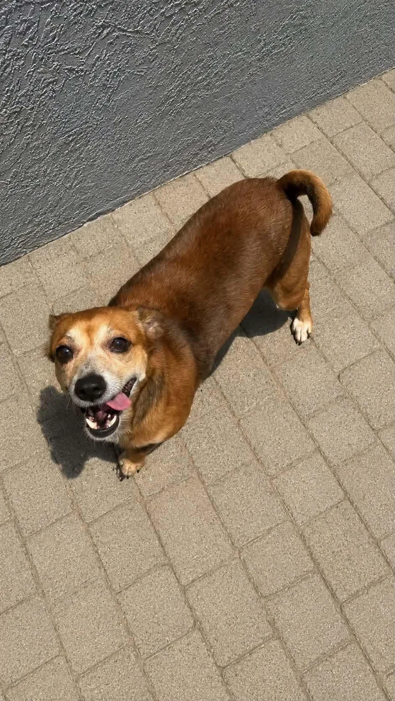 An adult small-sized female Chihuahua dog named Amelia rose for adoption in Winter haven, FL