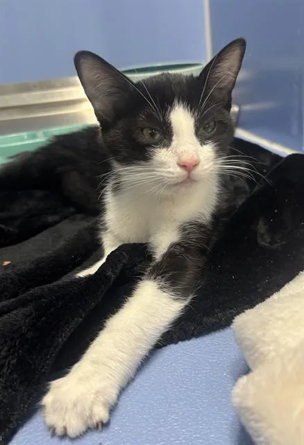 A baby small-sized male Domestic Short Hair cat named Rascal for adoption in Kalamazoo, MI