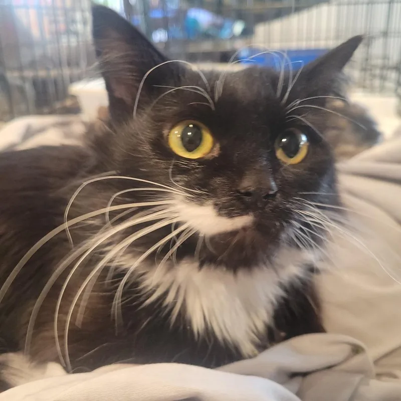 A young small-sized female Black Domestic Long Hair cat named Terraca for adoption in Rochester, MN
