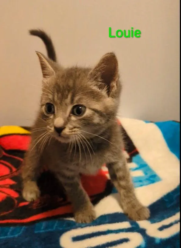 Louie