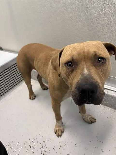 A young medium-sized male Boxer dog named Churro for adoption in Forney, TX