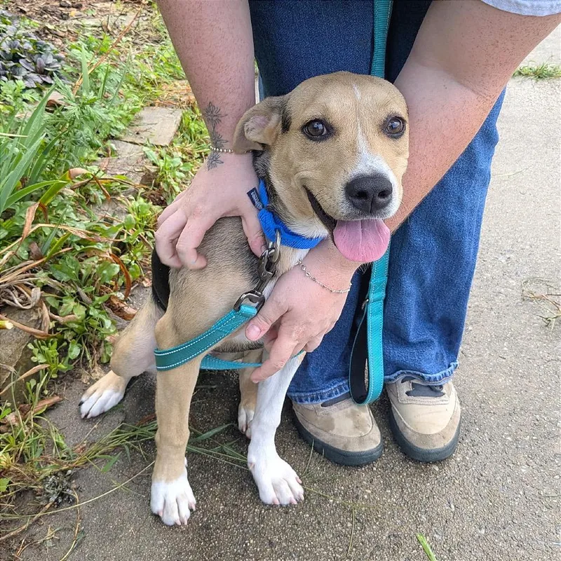 A young medium-sized female Yellow / Tan / Blond / Fawn Mixed Breed dog named Muffin for adoption in Hendersonville, NC