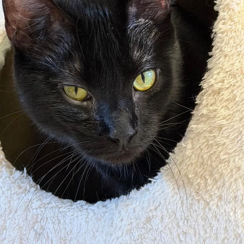 Alan