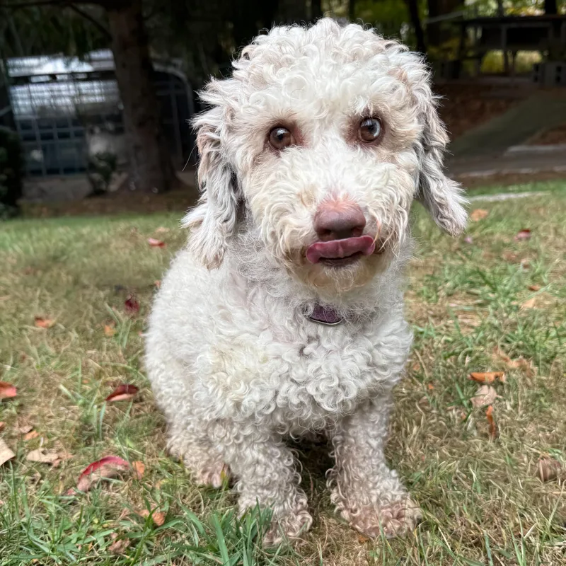 Cinnabun thumbnail 2