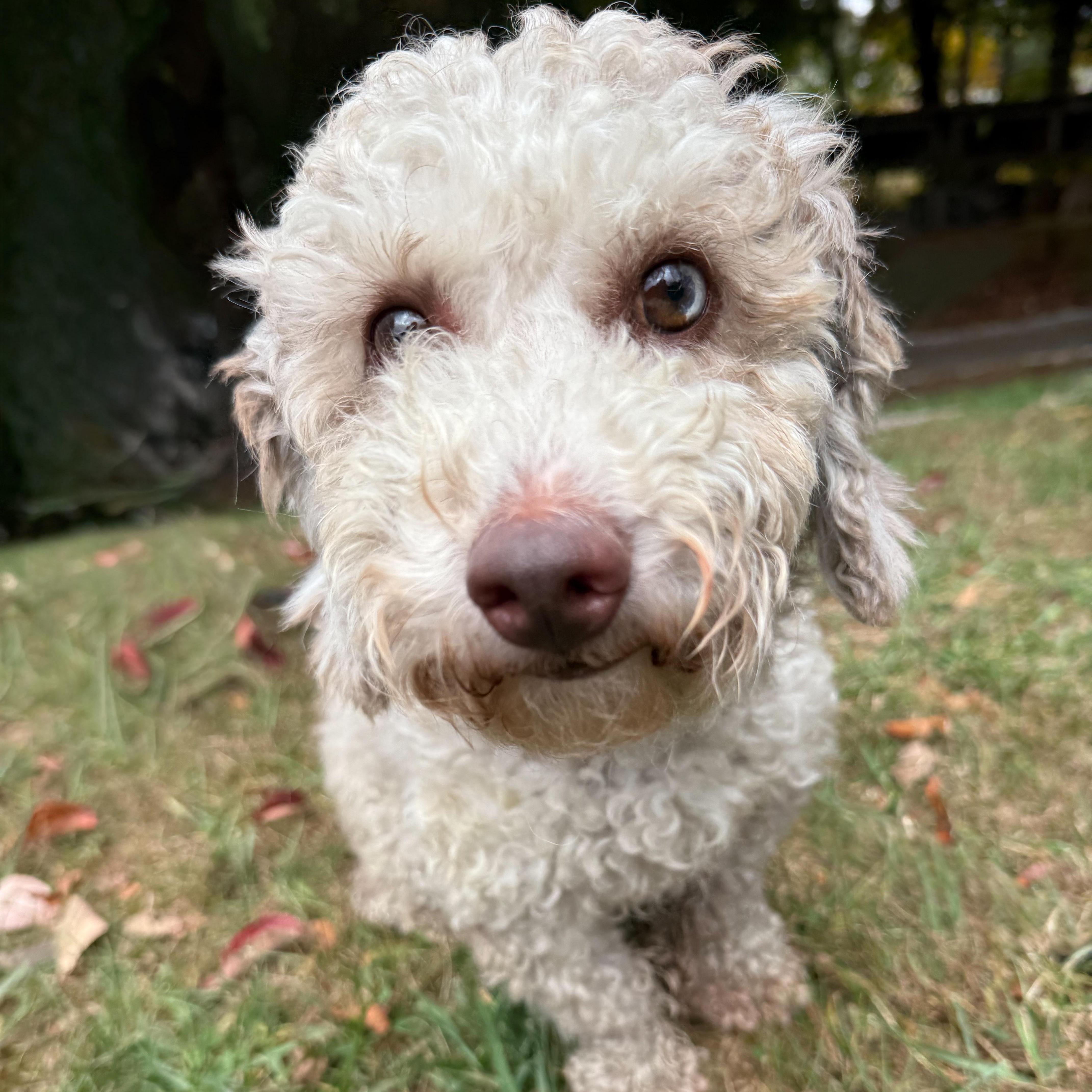 Cinnabun thumbnail 4