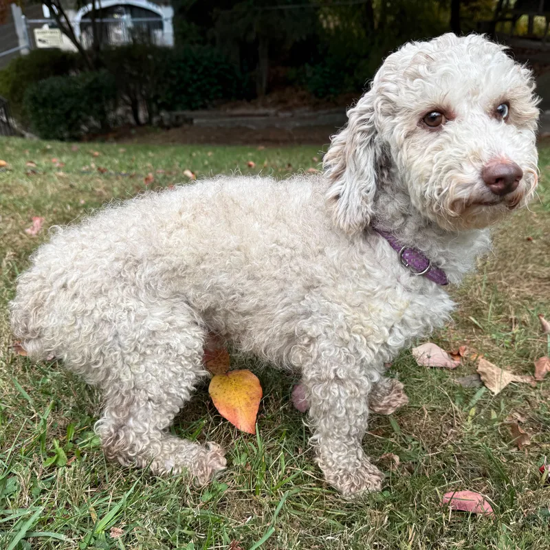 Cinnabun thumbnail 5