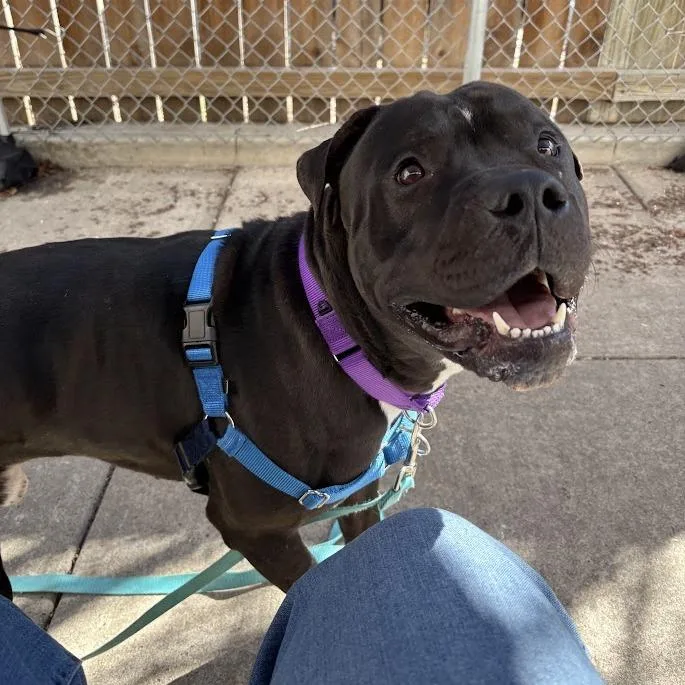 A young large-sized male Black Mixed Breed dog named Linus for adoption in Pittsburgh, PA