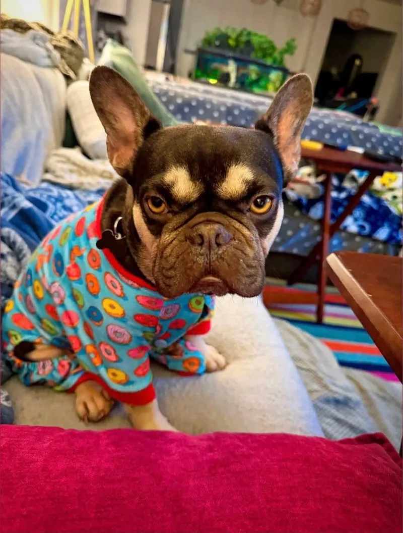 A young small-sized female French Bulldog dog named Nirvana for adoption in Myakka City, FL