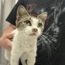An adult medium-sized female White Domestic Short Hair cat named Mimzi for adoption in Indianapolis, IN