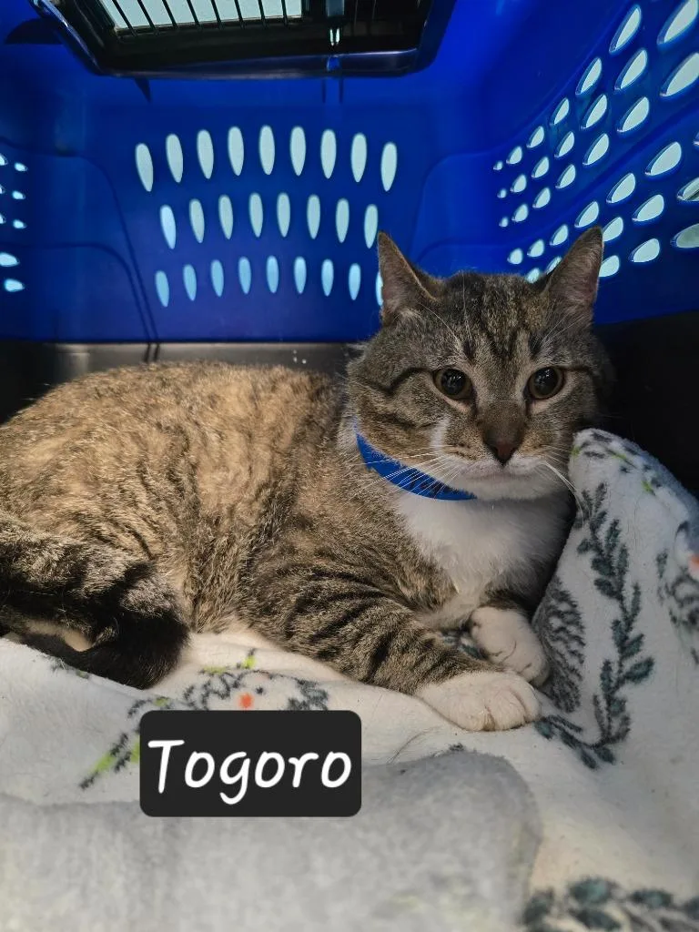 An adult small-sized male Domestic Short Hair cat named Togoro for adoption in Maumelle, AR