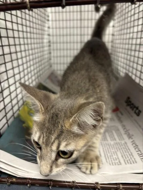 A baby small-sized male Domestic Short Hair cat named Fairy Dust for adoption in Fort Lauderdale, FL