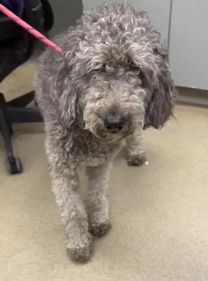 A young medium-sized male Standard Poodle dog named Tippy for adoption in Palm Coast, FL