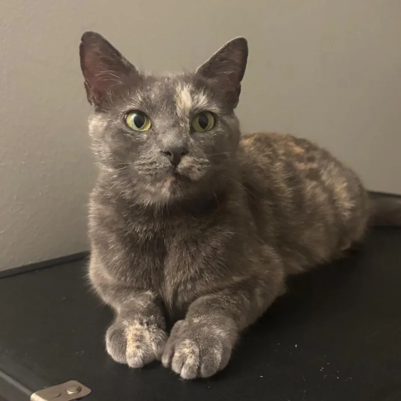 A young small-sized female Domestic Short Hair cat named Rosie for adoption in Waynesburg, PA