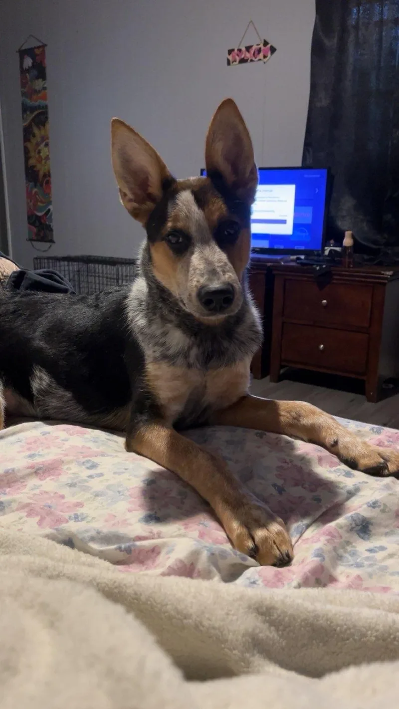 A young medium-sized male Tricolor (Brown, Black, & White) Australian Cattle Dog / Blue Heeler dog named Hank for adoption in Luttrell, TN