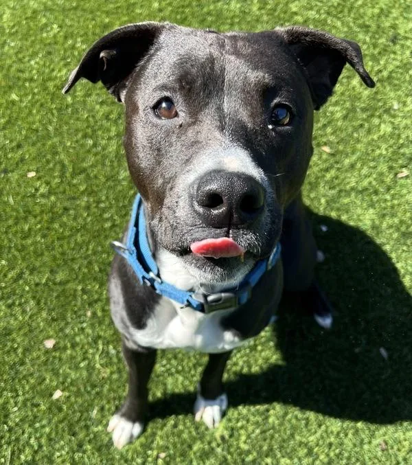 A young medium-sized male Pit Bull Terrier dog named Pharaoh Anthony for adoption in El Cajon, CA
