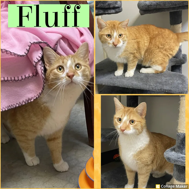 An adult medium-sized male Domestic Short Hair cat named Fluff for adoption in Clearfield, PA