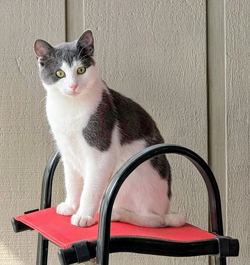 A young medium-sized male Gray & White Domestic Medium Hair cat named Moki for adoption in Evergreen, CO
