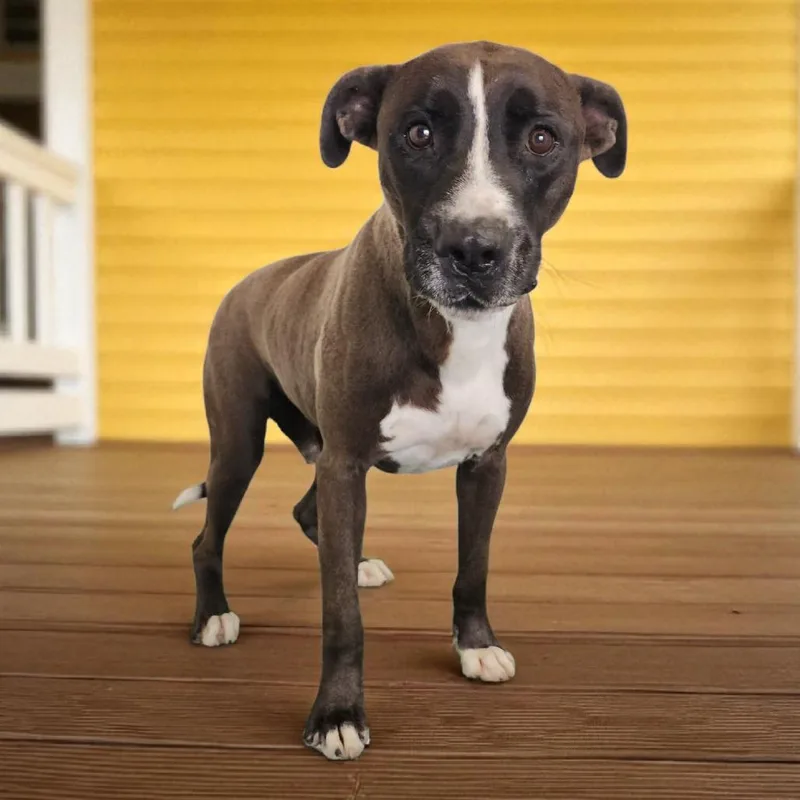 An adult large-sized male Gray / Blue / Silver Mixed Breed dog named Ash for adoption in Boaz, AL