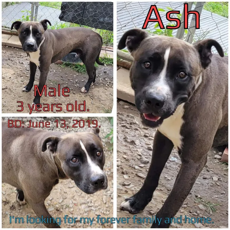 Ash thumbnail 2