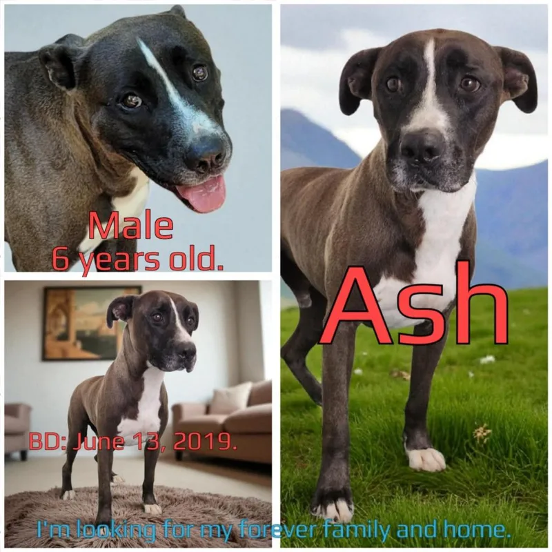 Ash thumbnail 3