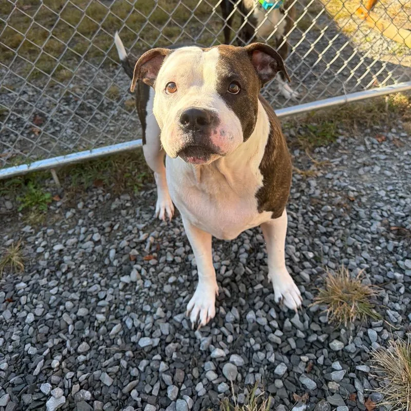 An adult large-sized female Brindle Boxer dog named Daisy for adoption in Fairmont, WV
