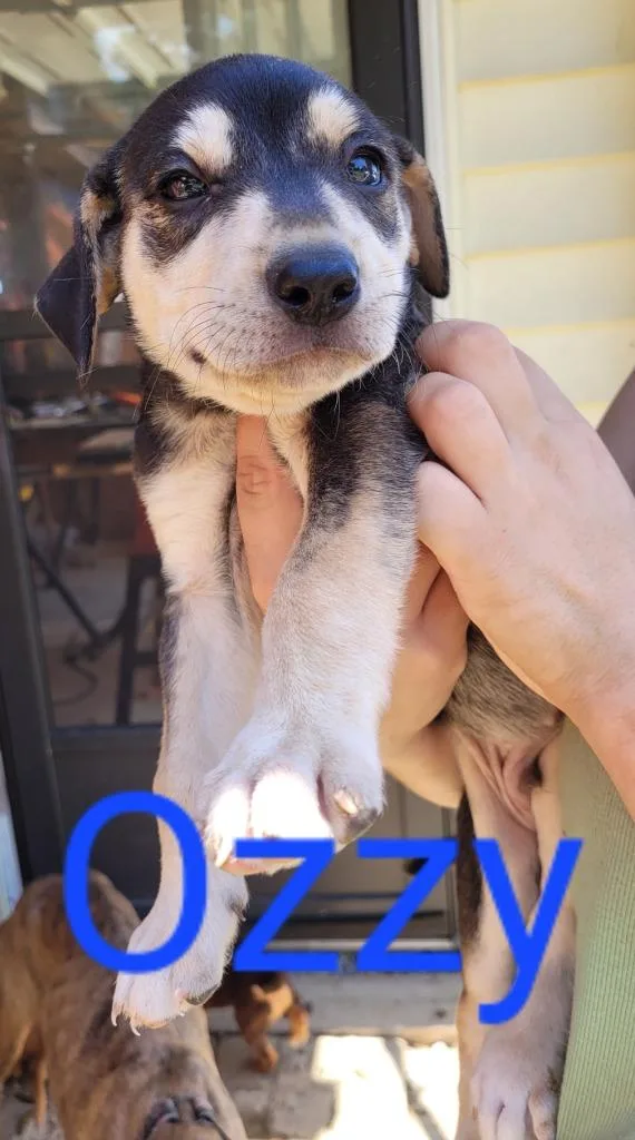 Ozzy