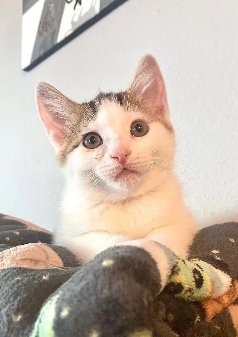 An adult small-sized female Tabby (Brown / Chocolate) Tabby cat named Andromeda for adoption in Tustin, CA